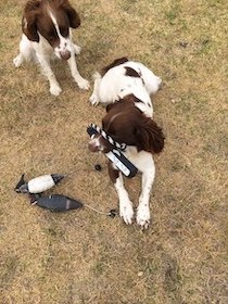 Diamond and Ruby with Avery dummies